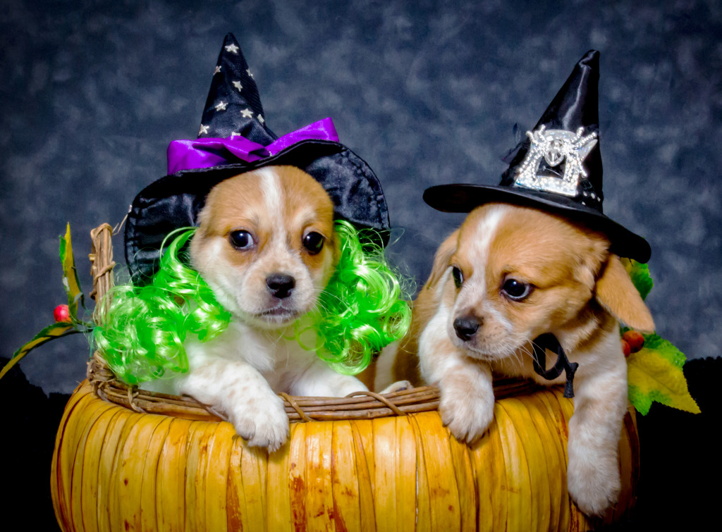 Beaglier Puppies in Witch Hats jigsaw puzzle in Halloween puzzles on TheJigsawPuzzles.com