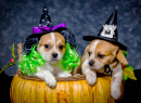 Beaglier Puppies in Witch Hats