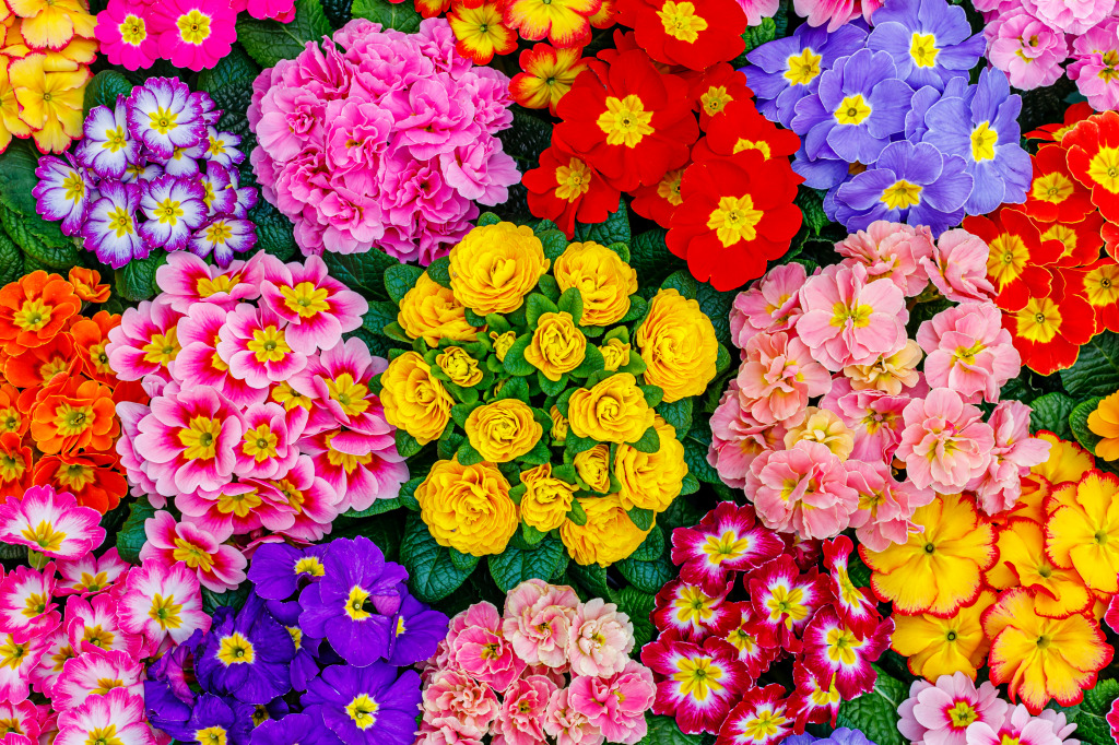 Primula Flowers jigsaw puzzle in Fleurs puzzles on TheJigsawPuzzles.com