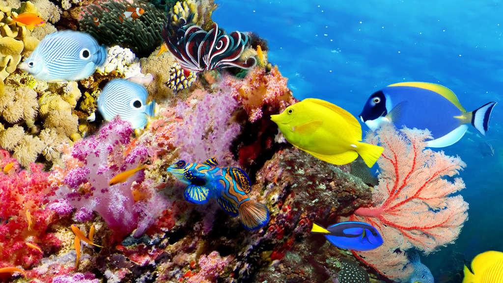 Marine Life Panorama jigsaw puzzle in Sous les mers puzzles on TheJigsawPuzzles.com