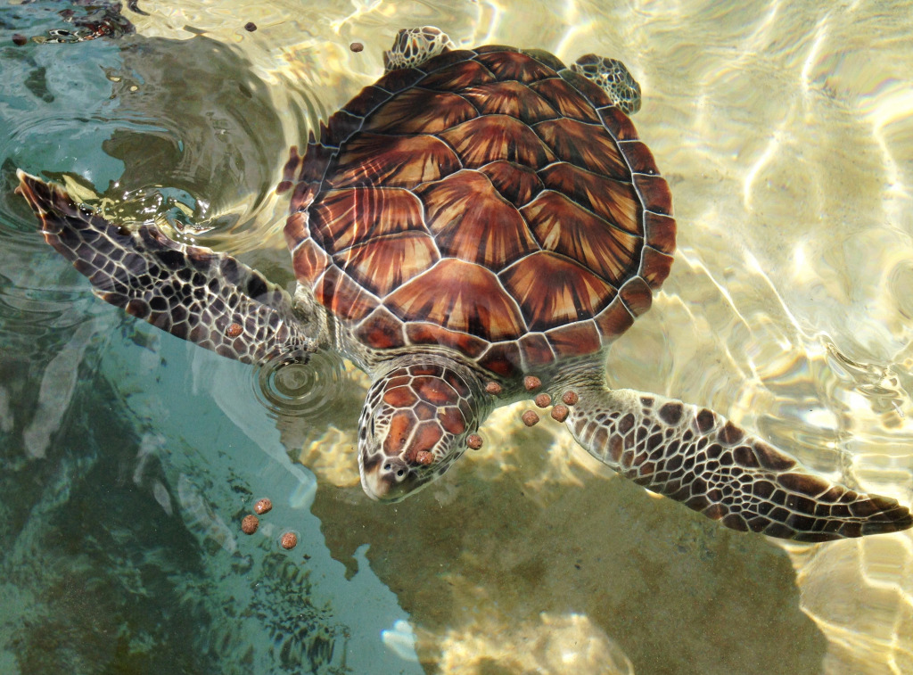 Sea Turtle jigsaw puzzle in Sous les mers puzzles on TheJigsawPuzzles.com