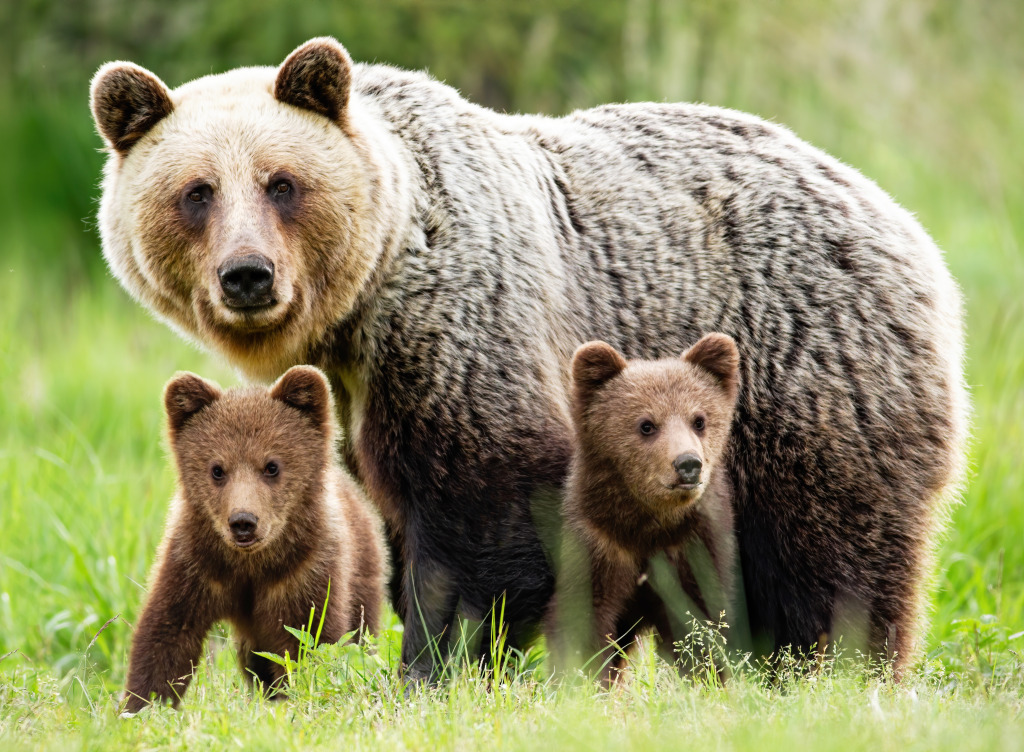 Female Brown Bear with Cubs jigsaw puzzle in Animaux puzzles on TheJigsawPuzzles.com
