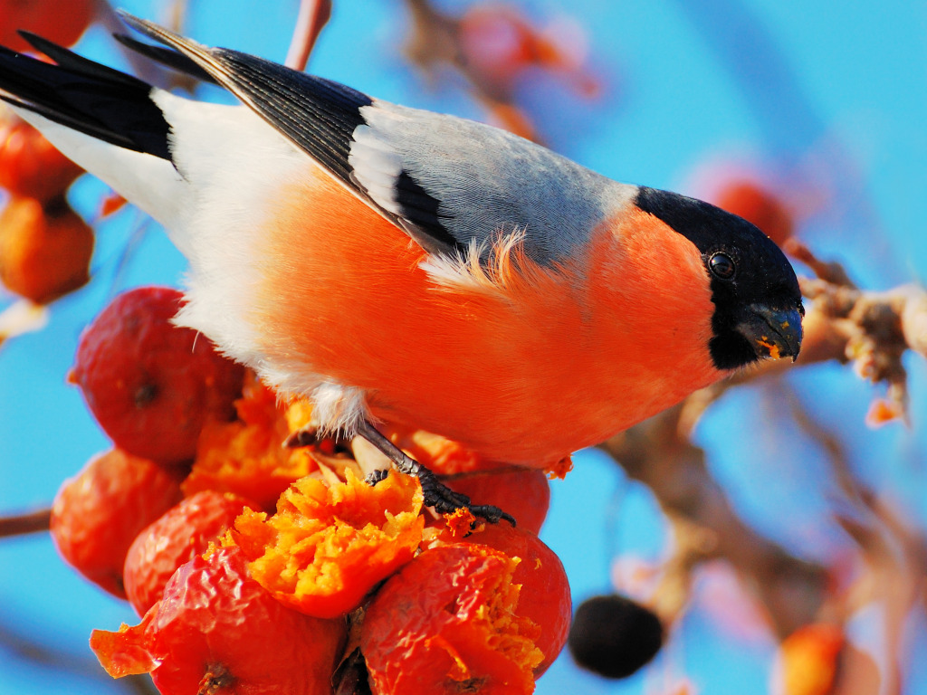 Bullfinch on a Sunny Day jigsaw puzzle in Puzzle of the Day puzzles on TheJigsawPuzzles.com
