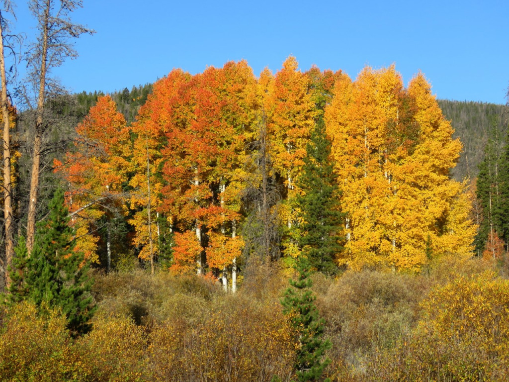 Aspens in Wyoming 2021 jigsaw puzzle in William Krupp puzzles on TheJigsawPuzzles.com