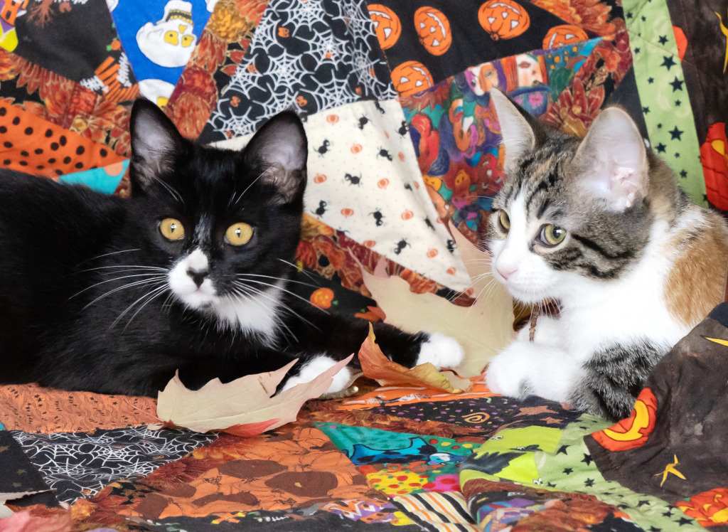Kittens on A Halloween Quilt jigsaw puzzle in Animaux puzzles on TheJigsawPuzzles.com