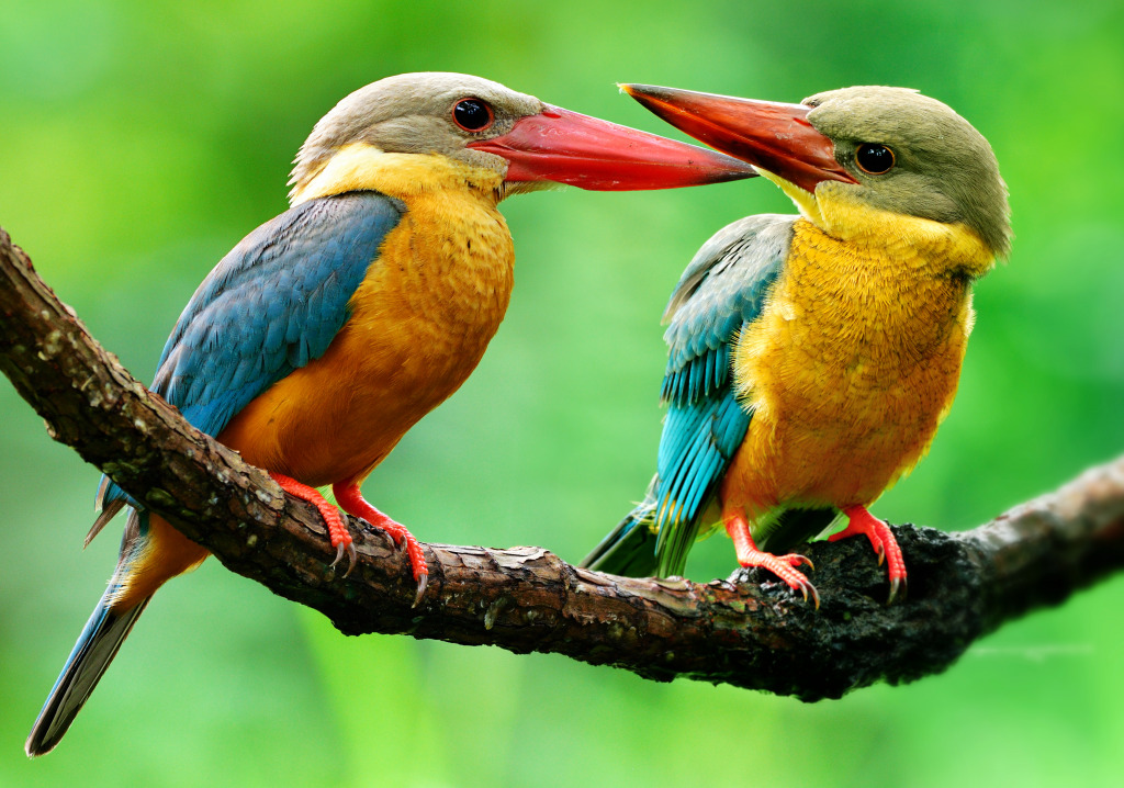 Stork-Billed Kingfishers jigsaw puzzle in Animals puzzles on TheJigsawPuzzles.com