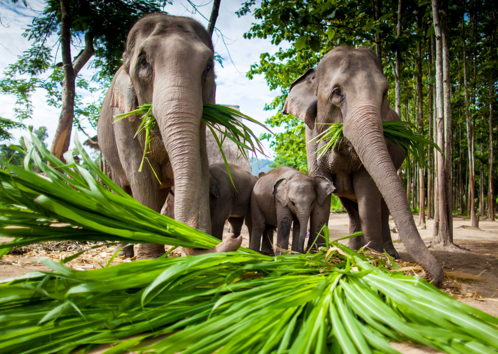 Grupo de Elefantes em Chiang Mai, Tailândia jigsaw puzzle in Animais puzzles on TheJigsawPuzzles.com