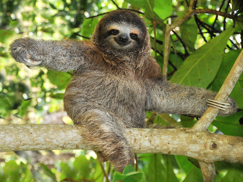 Sloth on a Mango Tree, Costa Rica jigsaw puzzle in Animals puzzles on TheJigsawPuzzles.com