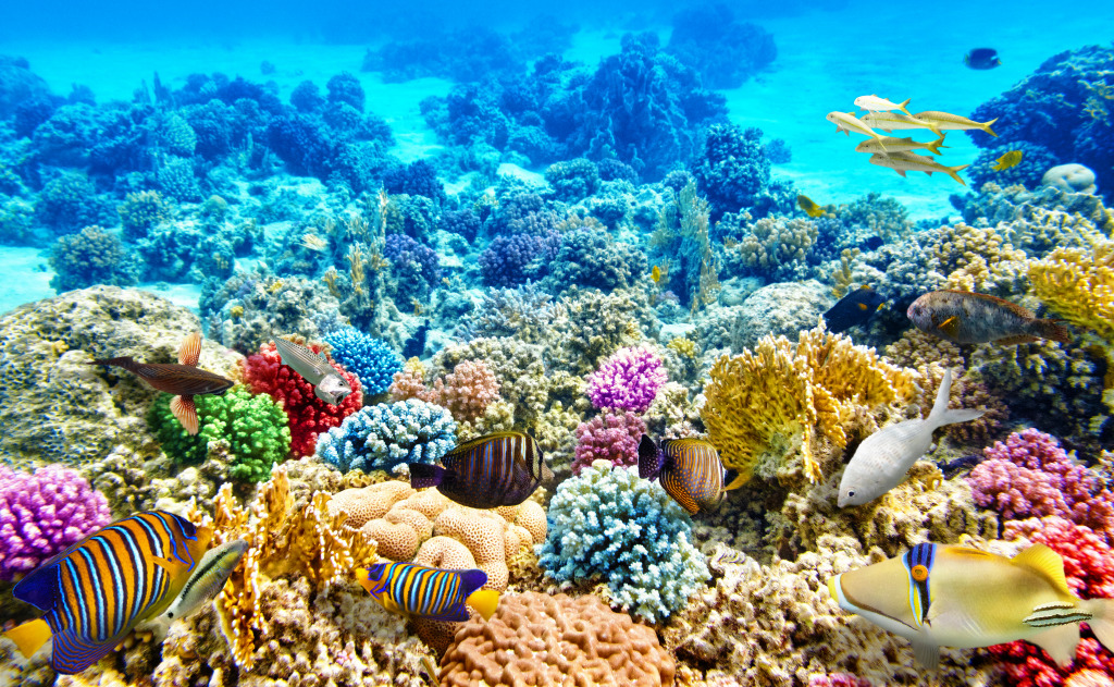 Beautiful Underwater World jigsaw puzzle in Sous les mers puzzles on TheJigsawPuzzles.com