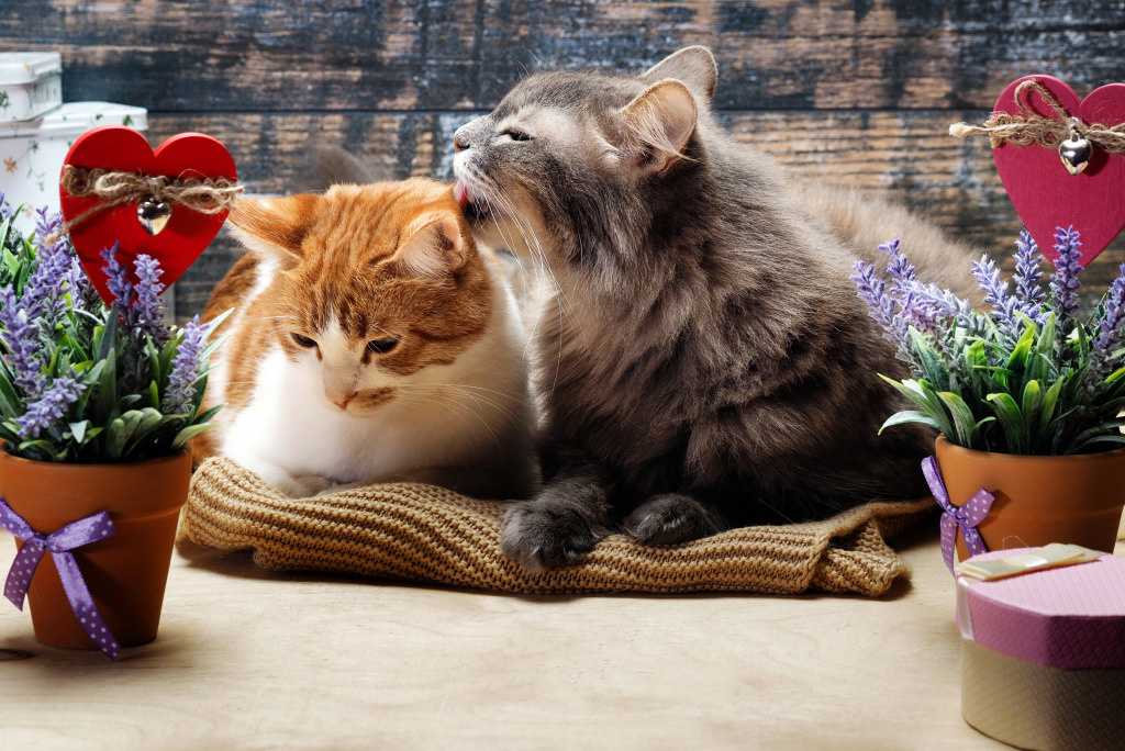 Cat Couple jigsaw puzzle in Animals puzzles on TheJigsawPuzzles.com