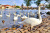 Swans and Ducks in Prague