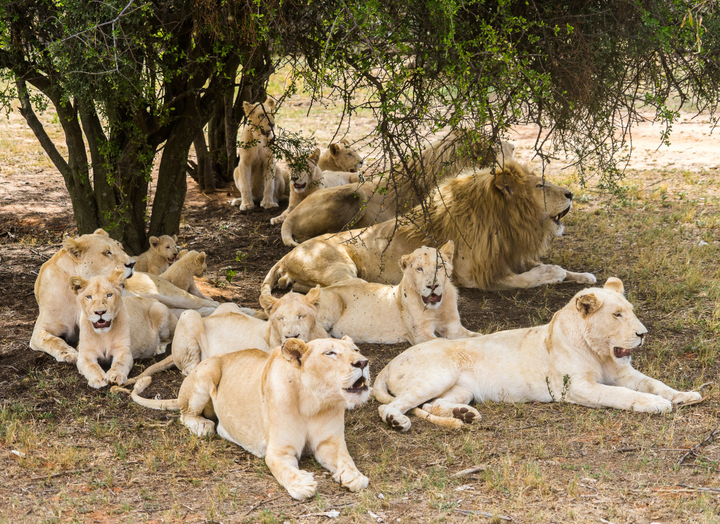 Group of Lions jigsaw puzzle in Animaux puzzles on TheJigsawPuzzles.com