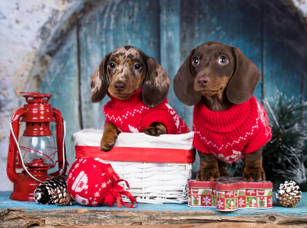 Dachshund Puppies jigsaw puzzle in Christmas & New Year puzzles on TheJigsawPuzzles.com