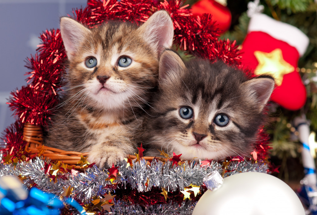 Siberian Kittens near the Christmas Spruce jigsaw puzzle in Noël et Nouvel An puzzles on TheJigsawPuzzles.com