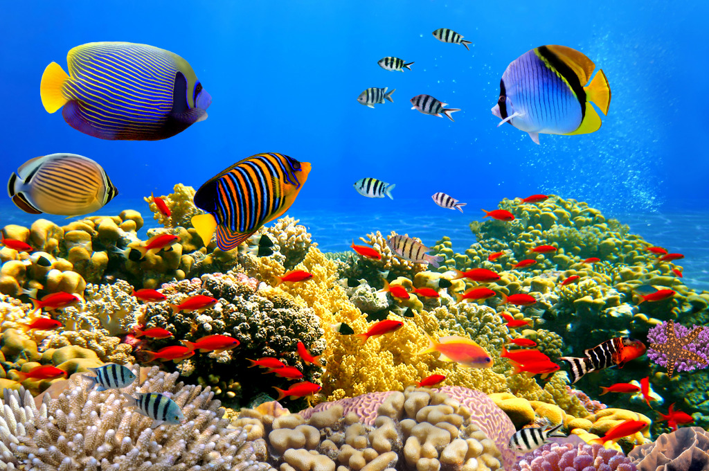 Coral Colony, Red Sea, Egypt jigsaw puzzle in Sous les mers puzzles on TheJigsawPuzzles.com