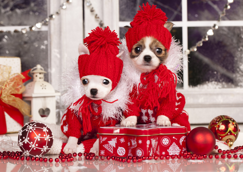 Chihuahua Puppies jigsaw puzzle in Christmas & New Year puzzles on TheJigsawPuzzles.com