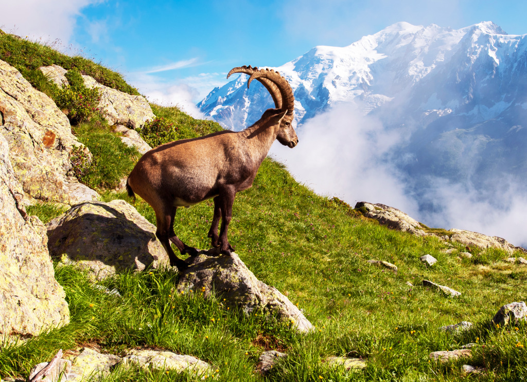Mountain Goat in French Alps jigsaw puzzle in Animals puzzles on TheJigsawPuzzles.com