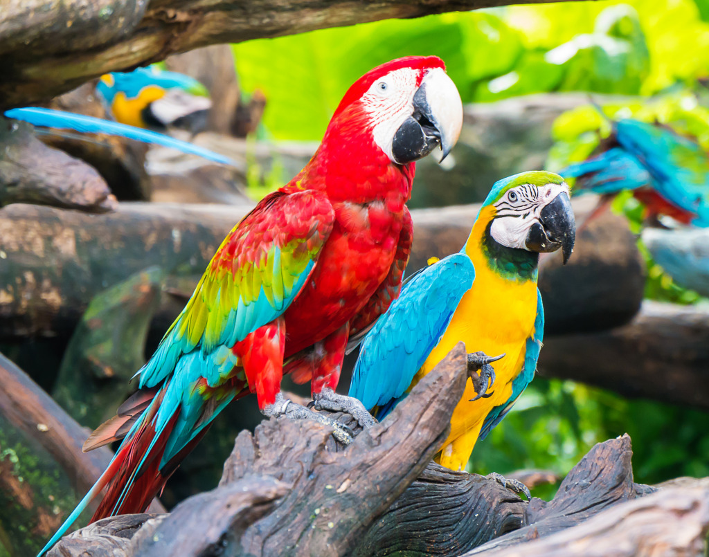 Cute Macaws jigsaw puzzle in Animals puzzles on TheJigsawPuzzles.com