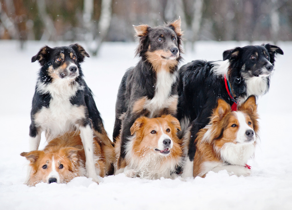 Border Collie Dogs in the Snow jigsaw puzzle in Animals puzzles on TheJigsawPuzzles.com
