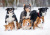 Border Collie Dogs in the Snow