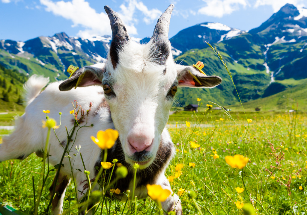 White Goat in the Austrian Alps jigsaw puzzle in Animals puzzles on TheJigsawPuzzles.com