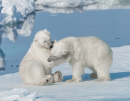 Jigsaw - Polar Bears Young-Polar-Bear-Cubs
