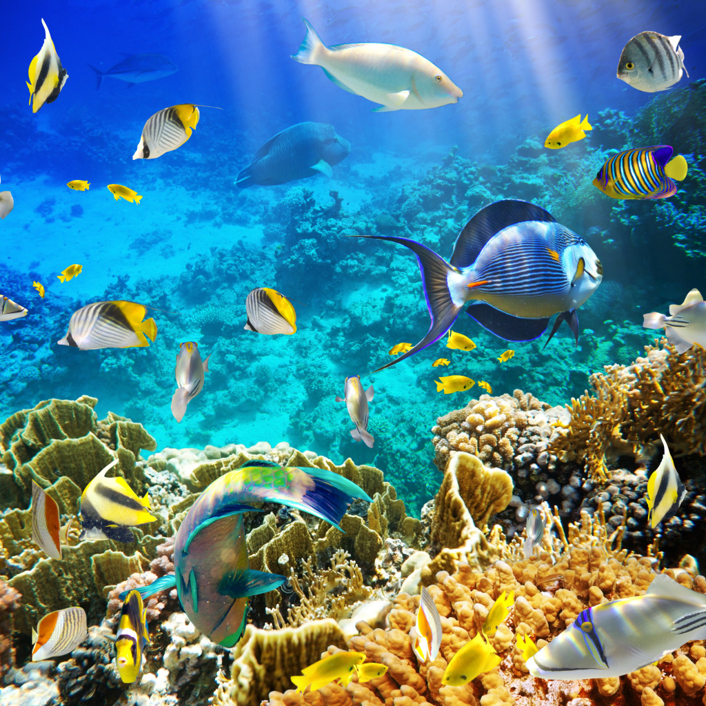 Tropical Fish on a Coral Reef jigsaw puzzle in Unter dem Meer puzzles on TheJigsawPuzzles.com