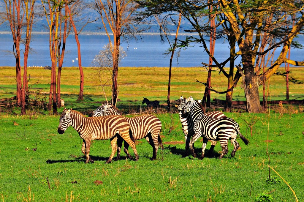 Tanzanian Zebras jigsaw puzzle in Animals puzzles on TheJigsawPuzzles.com