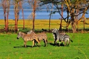 Tanzanian Zebras