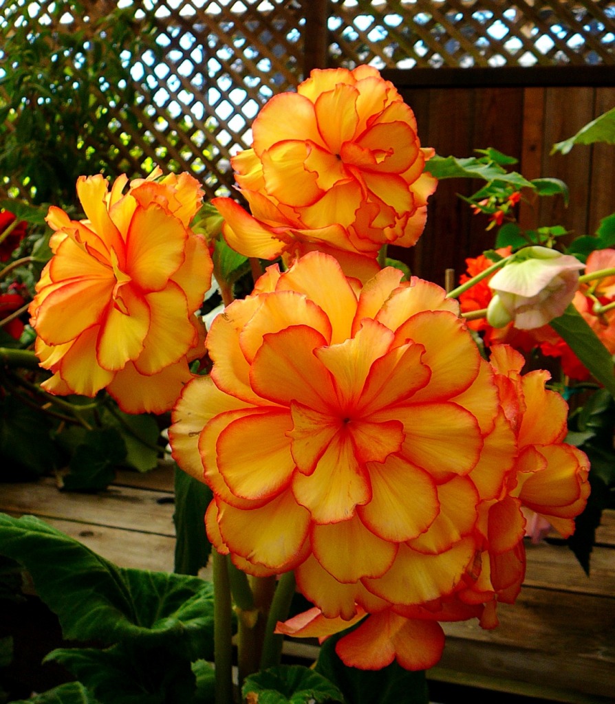 Orange Begonia jigsaw puzzle in Flowers puzzles on TheJigsawPuzzles.com