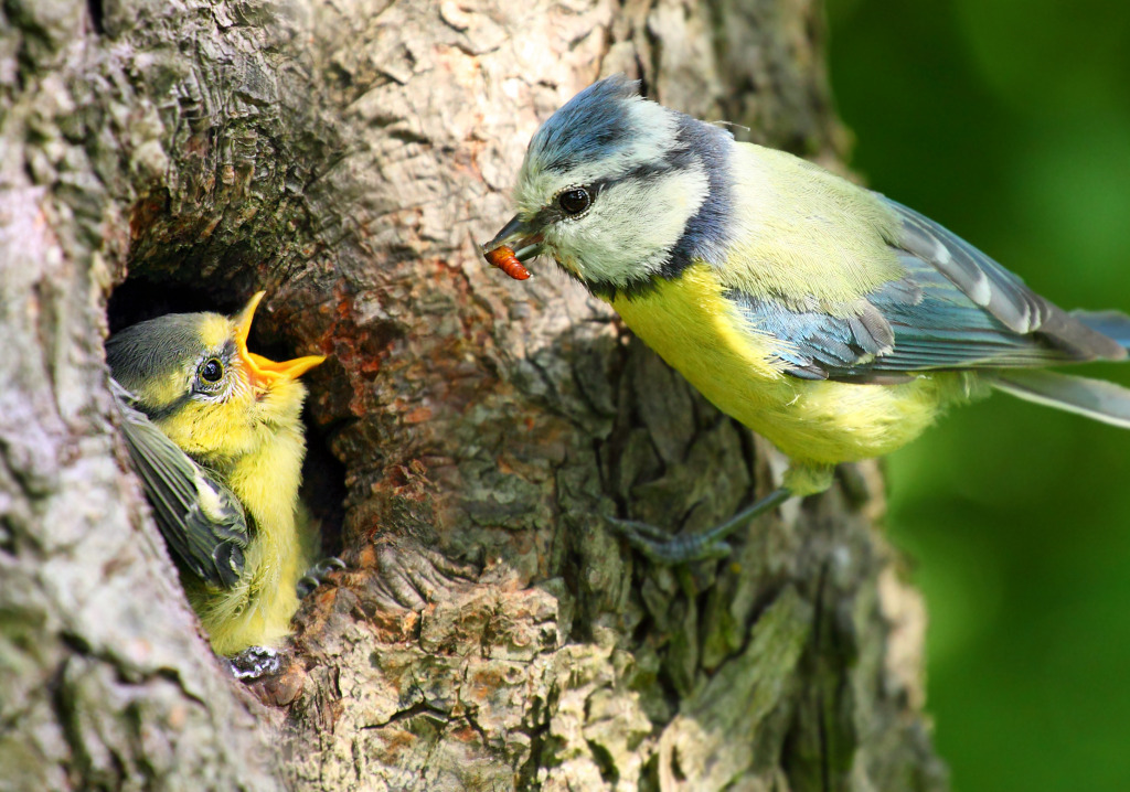 The Blue Tit Feeding Her Young One jigsaw puzzle in Animaux puzzles on TheJigsawPuzzles.com