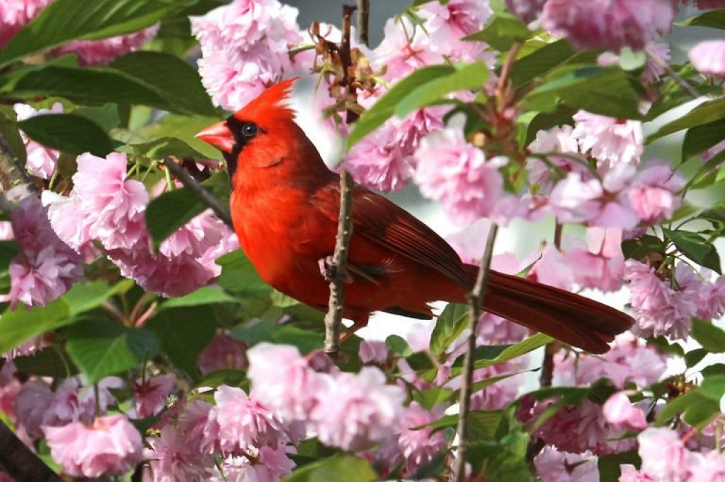 Cardinal in Pink flowers jigsaw puzzle in Thomas Berry puzzles on TheJigsawPuzzles.com