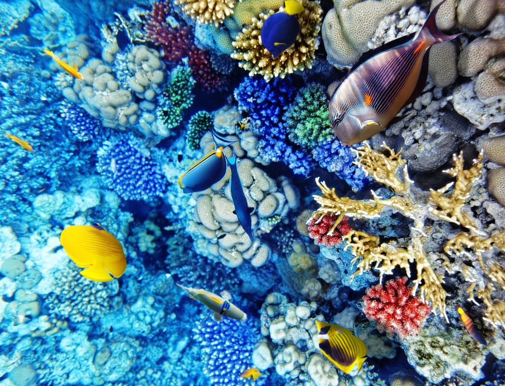 Coral e Peixe no Mar Vermelho jigsaw puzzle in Oceano puzzles on TheJigsawPuzzles.com