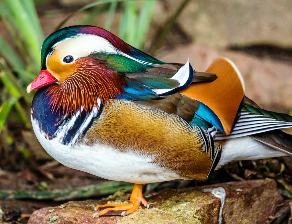 Male Mandarin Duck jigsaw puzzle in Animals puzzles on TheJigsawPuzzles.com