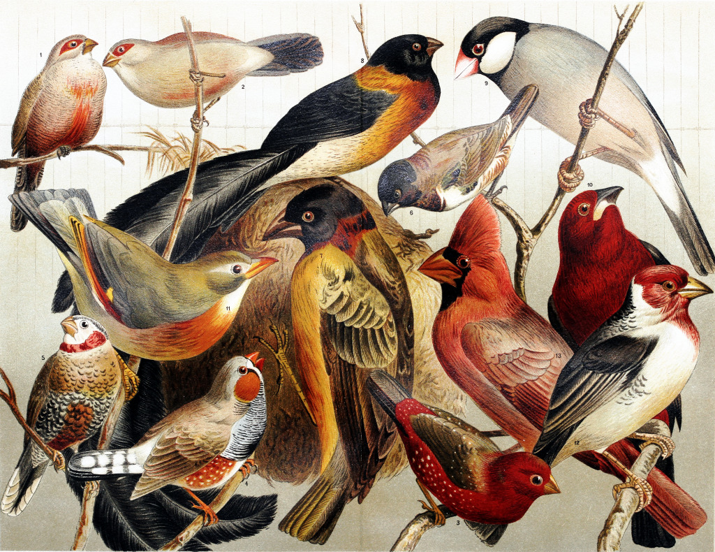Экзотические птицы, рисунок 19 века jigsaw puzzle in Животные puzzles on TheJigsawPuzzles.com