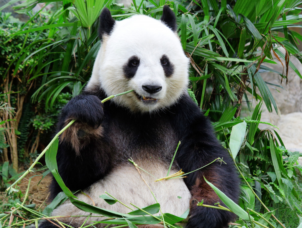 Giant Panda Eating Bamboo jigsaw puzzle in Animaux puzzles on TheJigsawPuzzles.com