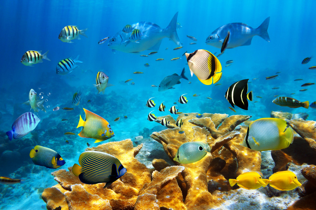 Ocean Fish and Corals jigsaw puzzle in Sous les mers puzzles on TheJigsawPuzzles.com