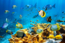 Ocean Fish and Corals