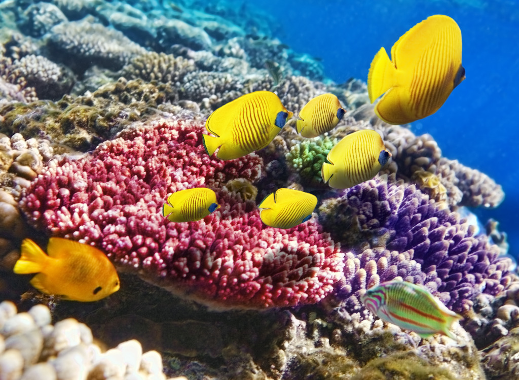Korallen und Fische im Roten Meer jigsaw puzzle in Unter dem Meer puzzles on TheJigsawPuzzles.com