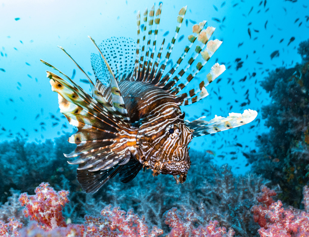 Lionfish jigsaw puzzle in Sous les mers puzzles on TheJigsawPuzzles.com