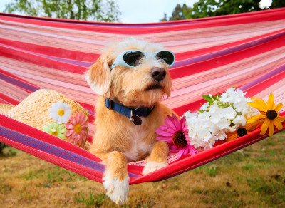 Dog on Vacation jigsaw puzzle in Puzzle of the Day puzzles on ...