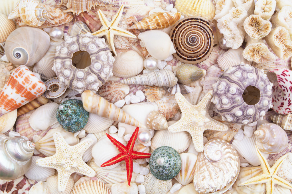 Korallen, Seesterne, Muscheln und Perlen jigsaw puzzle in Unter dem Meer puzzles on TheJigsawPuzzles.com