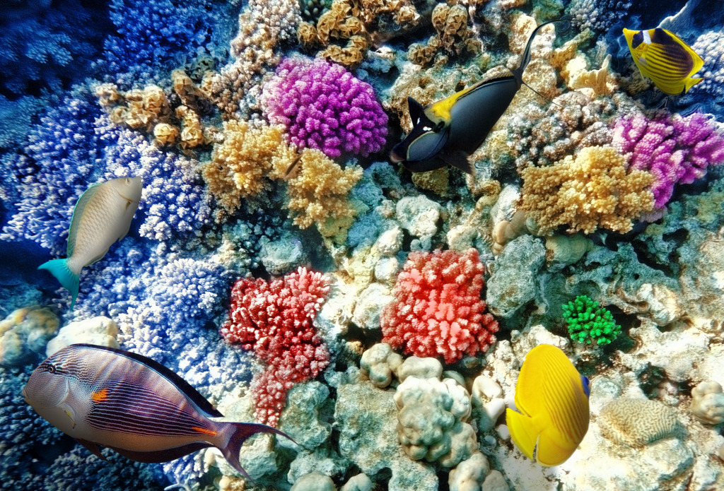Coral and Fish in the Red Sea jigsaw puzzle in Sous les mers puzzles on TheJigsawPuzzles.com