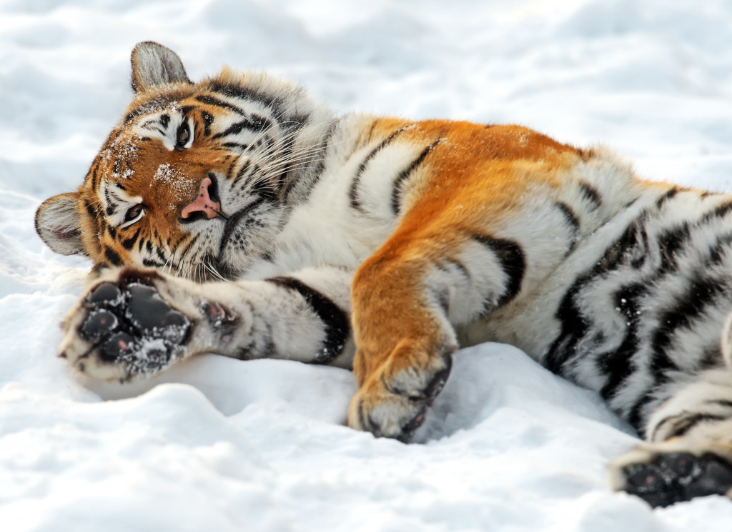 Amur Tiger in the Snow jigsaw puzzle in Animals puzzles on TheJigsawPuzzles.com