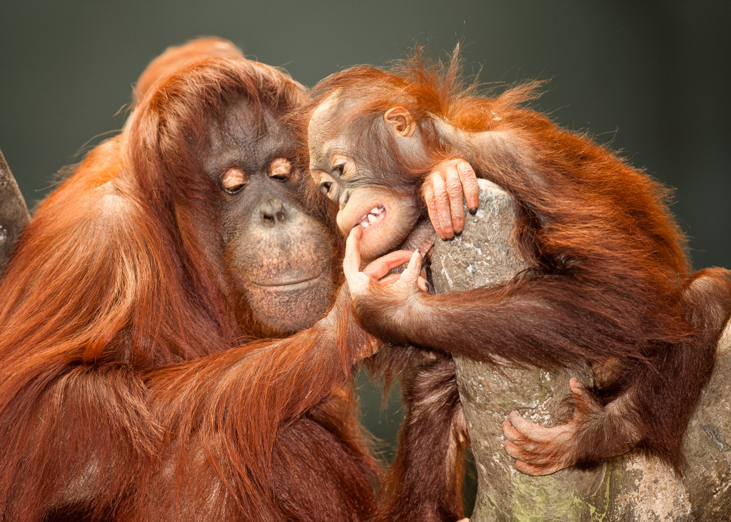 Mutter und Baby Orang-Utans jigsaw puzzle in Tiere puzzles on TheJigsawPuzzles.com