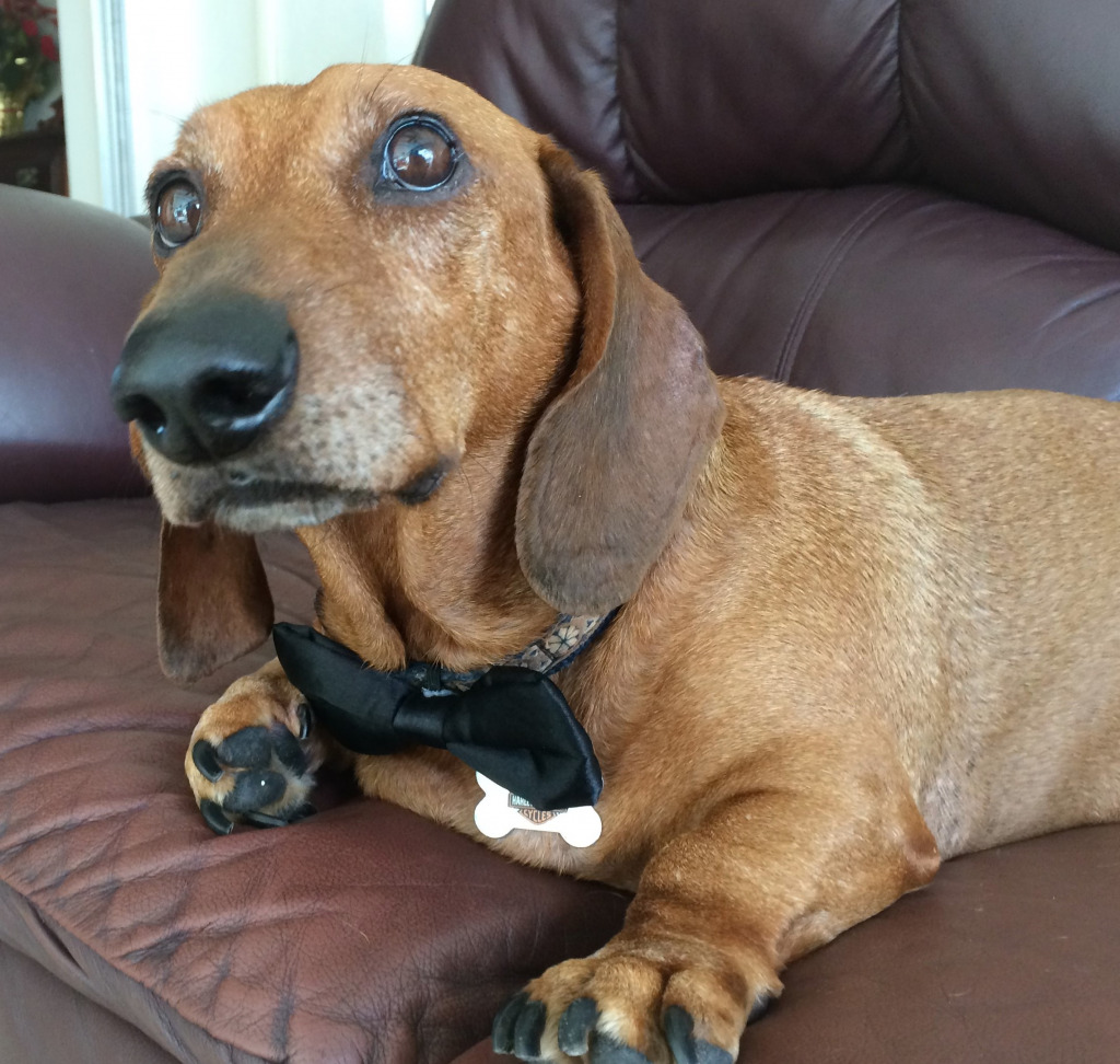 Beau's Formal wear (3) jigsaw puzzle in Ralph Steele puzzles on TheJigsawPuzzles.com