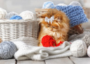 Kitten Sitting in a Basket of Yarn