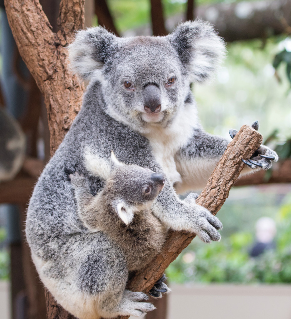 Koala mit Baby jigsaw puzzle in Tiere puzzles on TheJigsawPuzzles.com