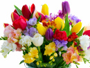 Easter Bouquet of Tulips and Freesias