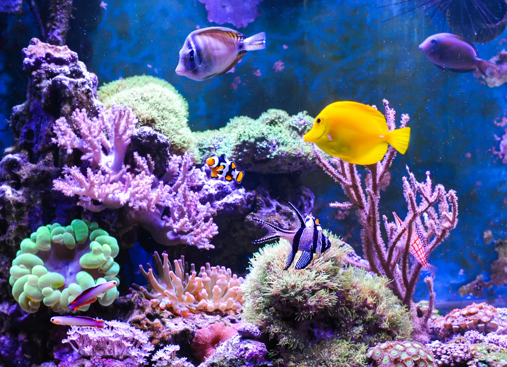 Aquarium marin jigsaw puzzle in Sous les mers puzzles on TheJigsawPuzzles.com